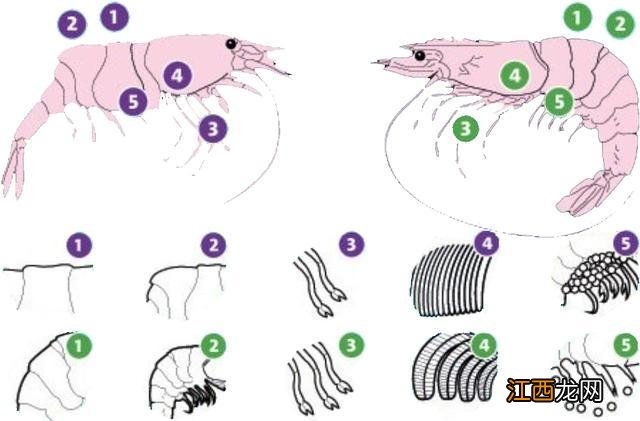 海白虾是属于什么虾？非常通红的海虾是叫什么虾，此文观点值得一看