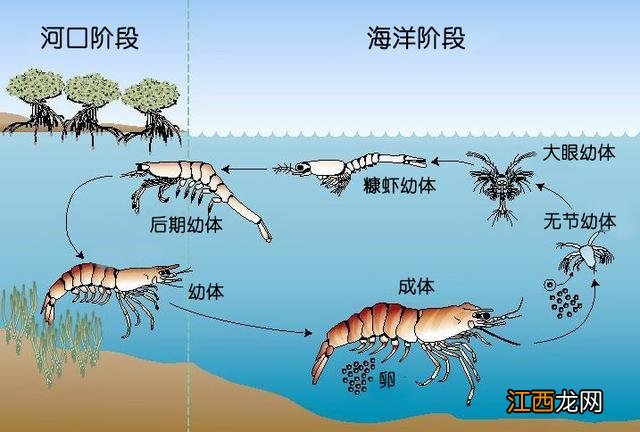 海白虾是属于什么虾？非常通红的海虾是叫什么虾，此文观点值得一看