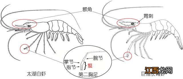 海白虾是属于什么虾？非常通红的海虾是叫什么虾，此文观点值得一看