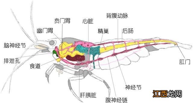 海白虾是属于什么虾？非常通红的海虾是叫什么虾，此文观点值得一看