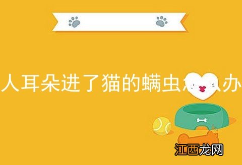 人耳朵进了猫的螨虫怎么办