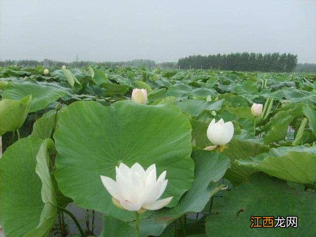 像圆白菜的菜是什么菜?大白菜是什么菜,文章看了,挺客观的!