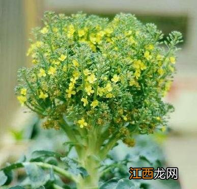 像圆白菜的菜是什么菜?大白菜是什么菜,文章看了,挺客观的!