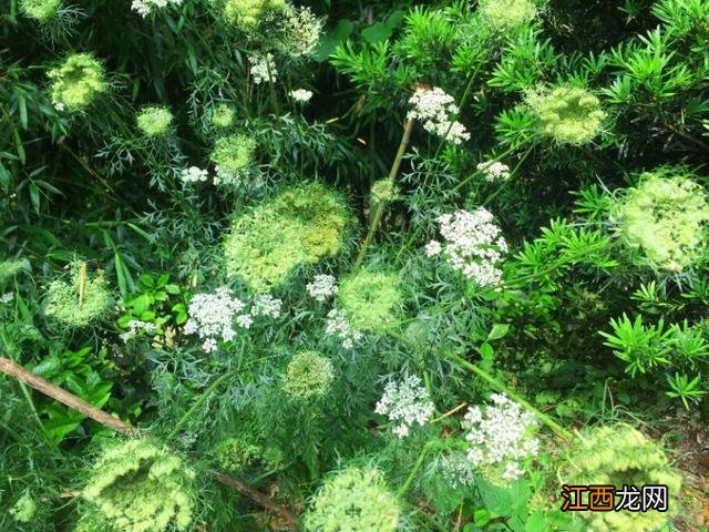 像圆白菜的菜是什么菜?大白菜是什么菜,文章看了,挺客观的!