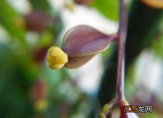 像圆白菜的菜是什么菜?大白菜是什么菜,文章看了,挺客观的!