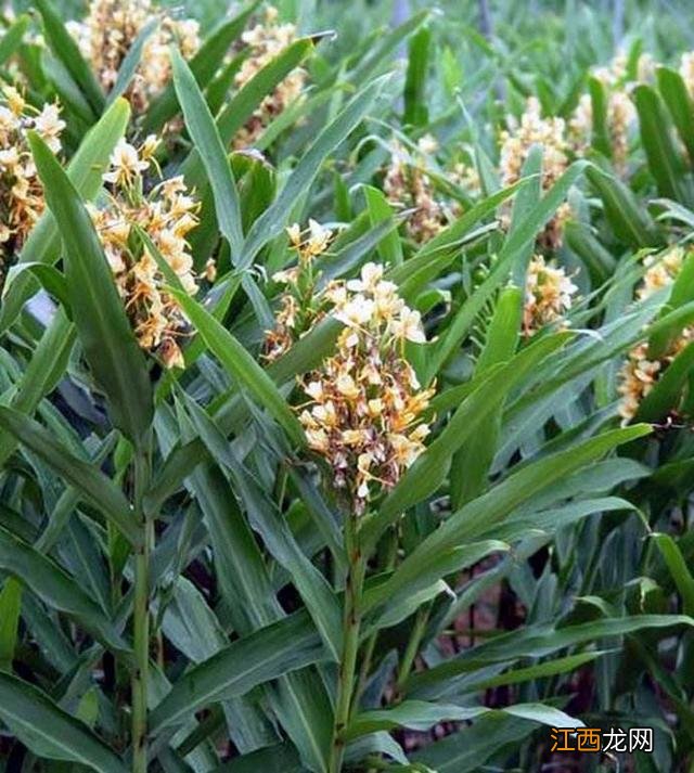 像圆白菜的菜是什么菜?大白菜是什么菜,文章看了,挺客观的!