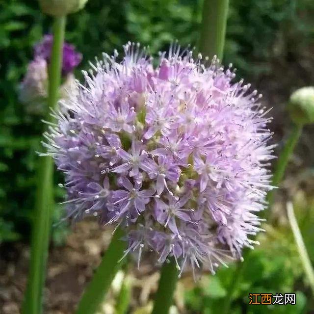 像圆白菜的菜是什么菜?大白菜是什么菜,文章看了,挺客观的!