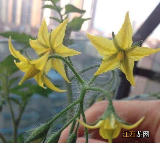 像圆白菜的菜是什么菜?大白菜是什么菜,文章看了,挺客观的!