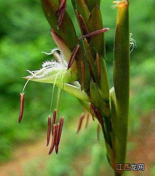 像圆白菜的菜是什么菜?大白菜是什么菜,文章看了,挺客观的!