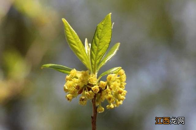 像圆白菜的菜是什么菜?大白菜是什么菜,文章看了,挺客观的!