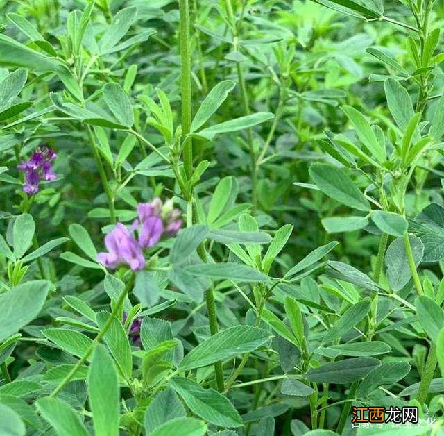 像圆白菜的菜是什么菜?大白菜是什么菜,文章看了,挺客观的!