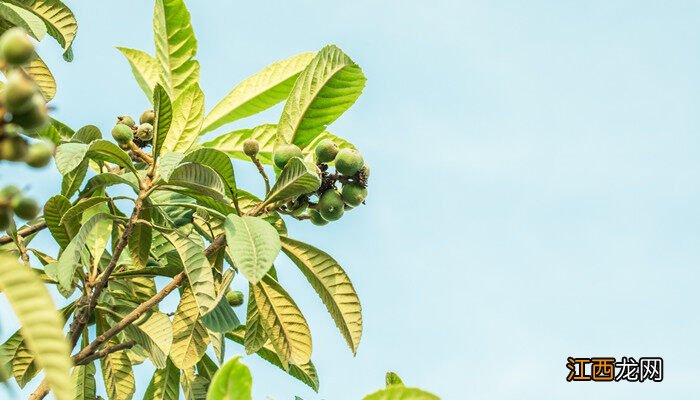 枇杷树种植技术