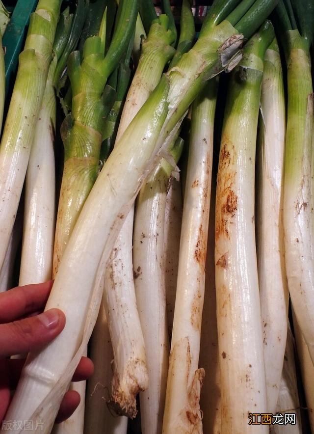 为什么有的大葱辣有的不辣？为什么大葱很好吃，你有所了解吗？