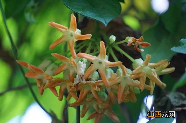 夜香花花期？狗牙花夜间开花，注意，科普来了