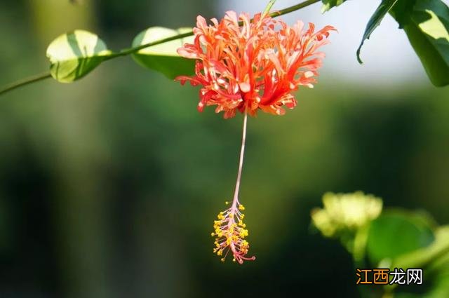 夜香花花期？狗牙花夜间开花，注意，科普来了