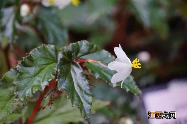 夜香花花期？狗牙花夜间开花，注意，科普来了