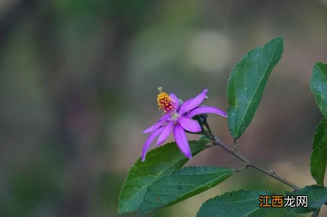 夜香花花期？狗牙花夜间开花，注意，科普来了