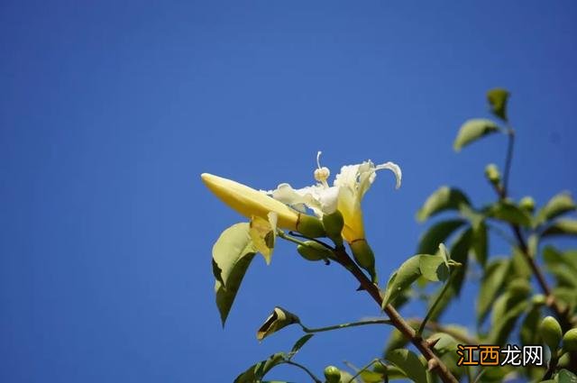 夜香花花期？狗牙花夜间开花，注意，科普来了