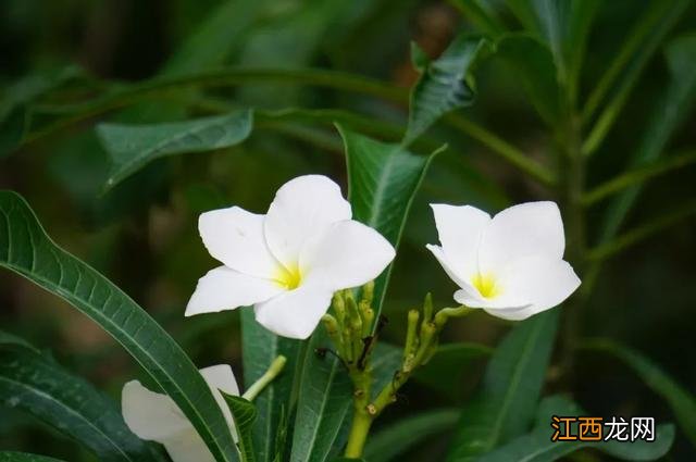 夜香花花期？狗牙花夜间开花，注意，科普来了