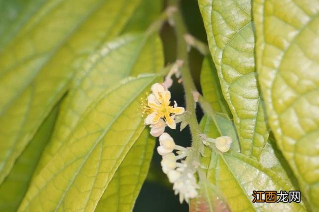 夜香花花期？狗牙花夜间开花，注意，科普来了