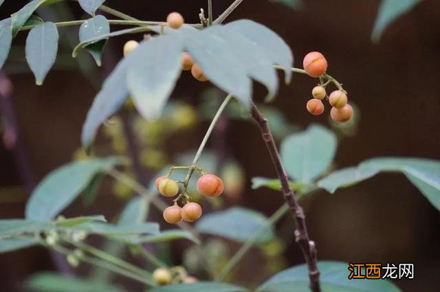 夜香花花期？狗牙花夜间开花，注意，科普来了