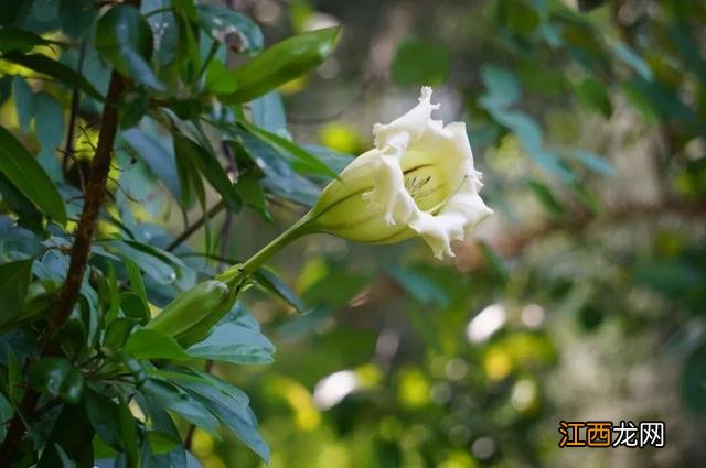 夜香花花期？狗牙花夜间开花，注意，科普来了