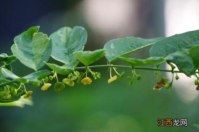 夜香花花期？狗牙花夜间开花，注意，科普来了