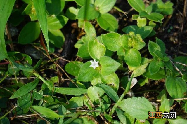 夜香花花期？狗牙花夜间开花，注意，科普来了