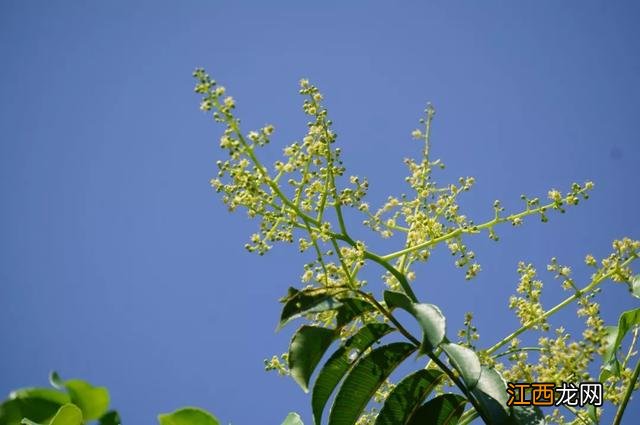 夜香花花期？狗牙花夜间开花，注意，科普来了