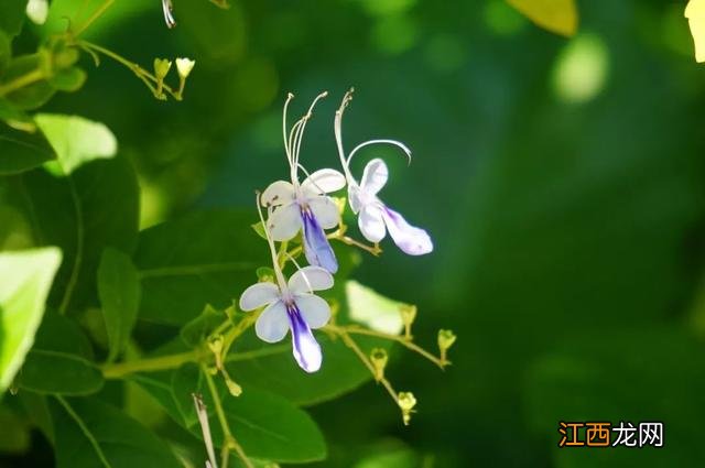 夜香花花期？狗牙花夜间开花，注意，科普来了