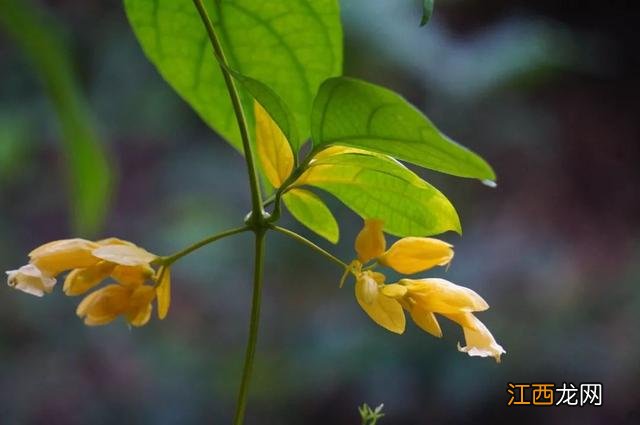 夜香花花期？狗牙花夜间开花，注意，科普来了