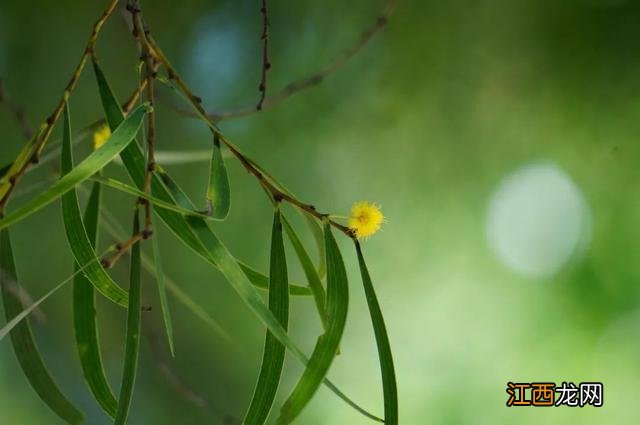 夜香花花期？狗牙花夜间开花，注意，科普来了