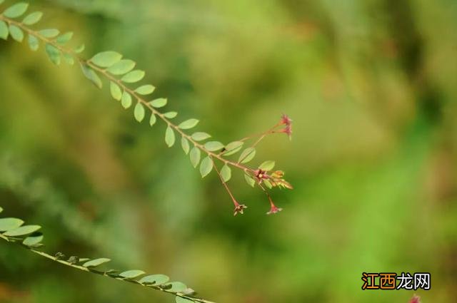 夜香花花期？狗牙花夜间开花，注意，科普来了