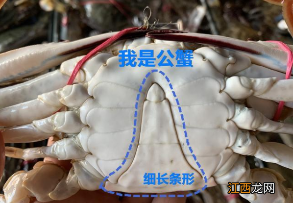 怎么区分梭子蟹公母