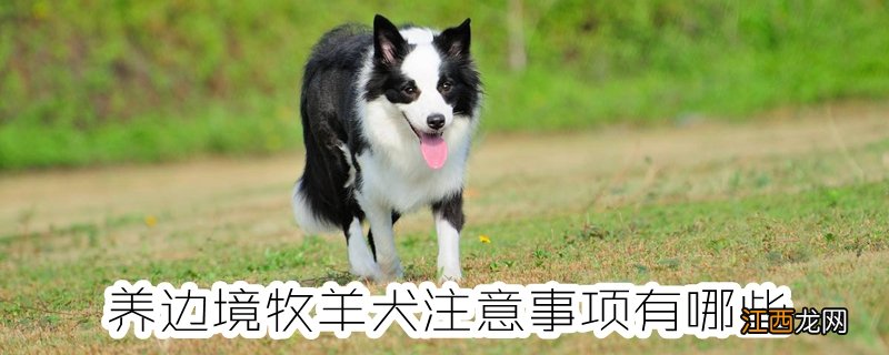 养边境牧羊犬注意事项有哪些