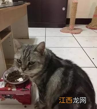 主人说自己越来越穷，看到满柜子的罐头发现真相，钱都给猫花了