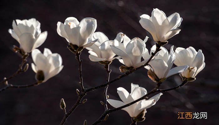 上海的市花是什么