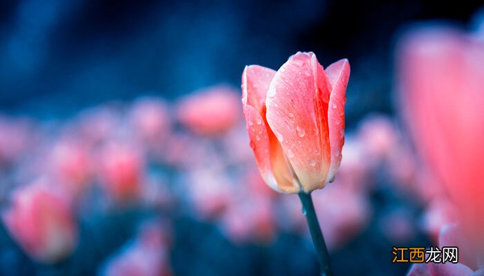 紫郁金香花语和寓意