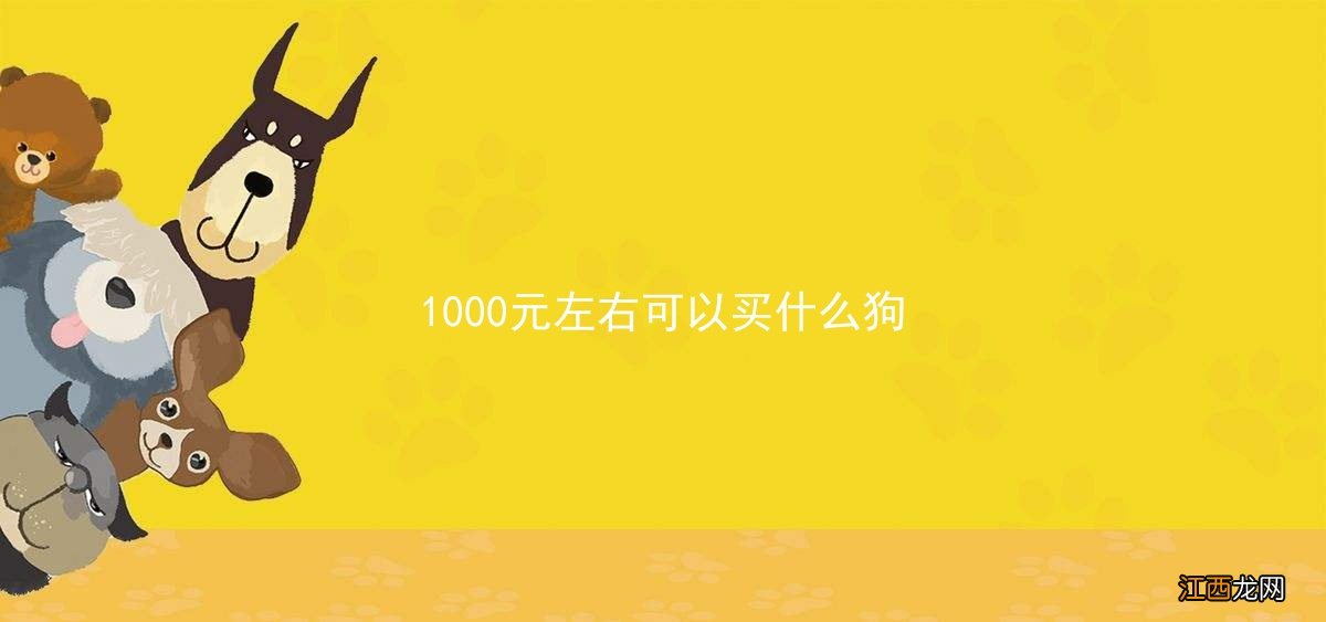 1000元左右可以买什么狗