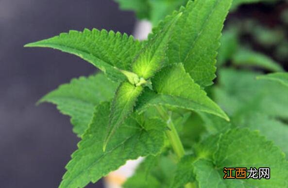 霍香作用功效与作用