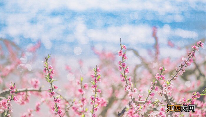 落新妇的花语和寓意