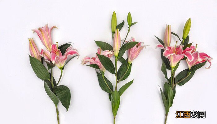 送什么花给女性朋友