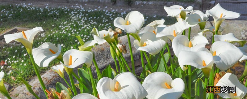 送什么花给女性朋友