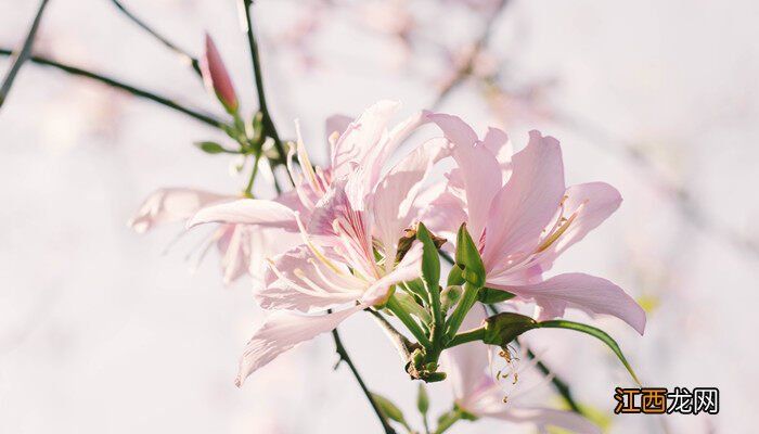 香港的市花是什么