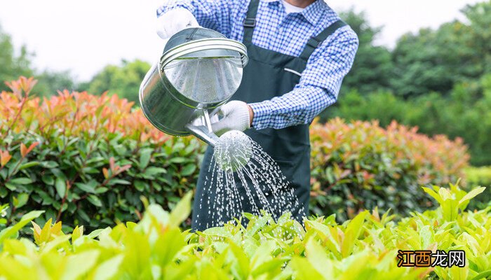 6种浇花小方法