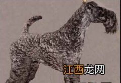 凯利蓝梗母犬怀孕期管理