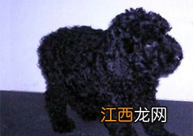 凯利蓝梗母犬怀孕期管理