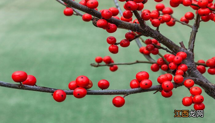 冬青花怎么养才开花 北美冬青怎么醒花