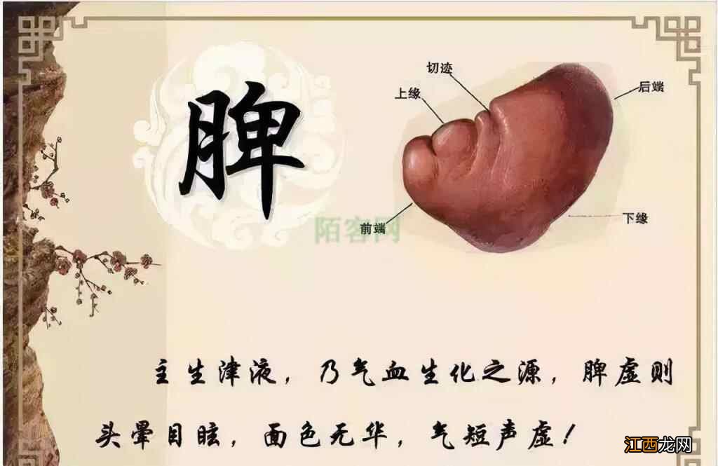 你脾虚了吗？中医教你如何调理？