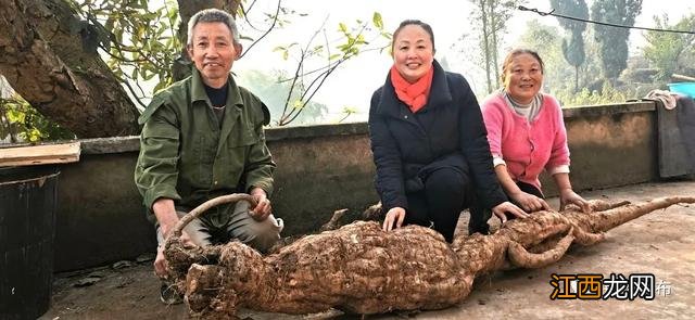 葛根是什么样的？葛根全株图片，写的太好了